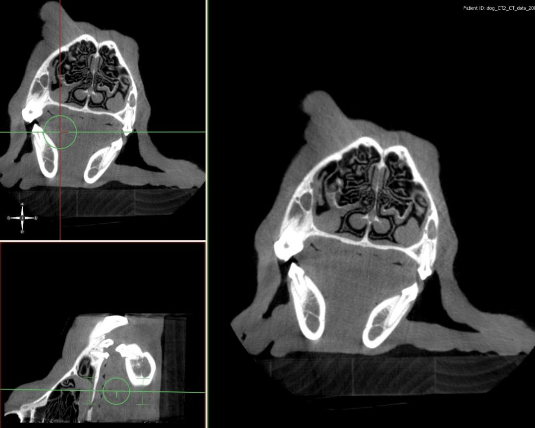 Veterinary XRay CT Dog MPR MIP MD INNOVATION TECH GmbH