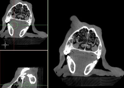 Veterinary X-Ray CT Dog MPR MIP